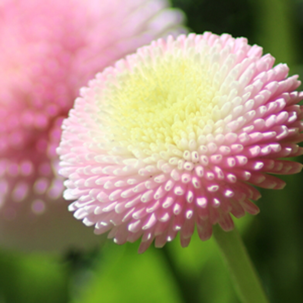 Search plant encyclopedia for perennials